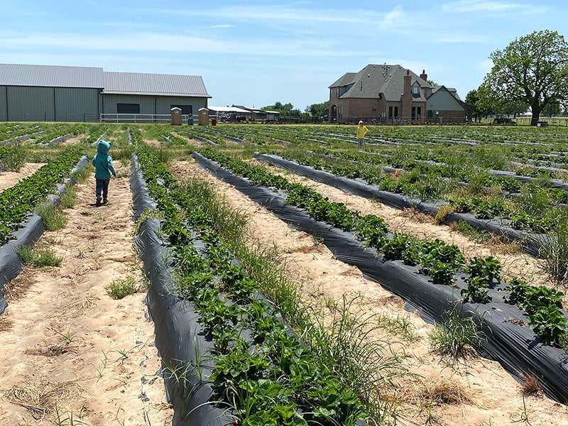 rows and rows of strawberry plants as far as the eye can see