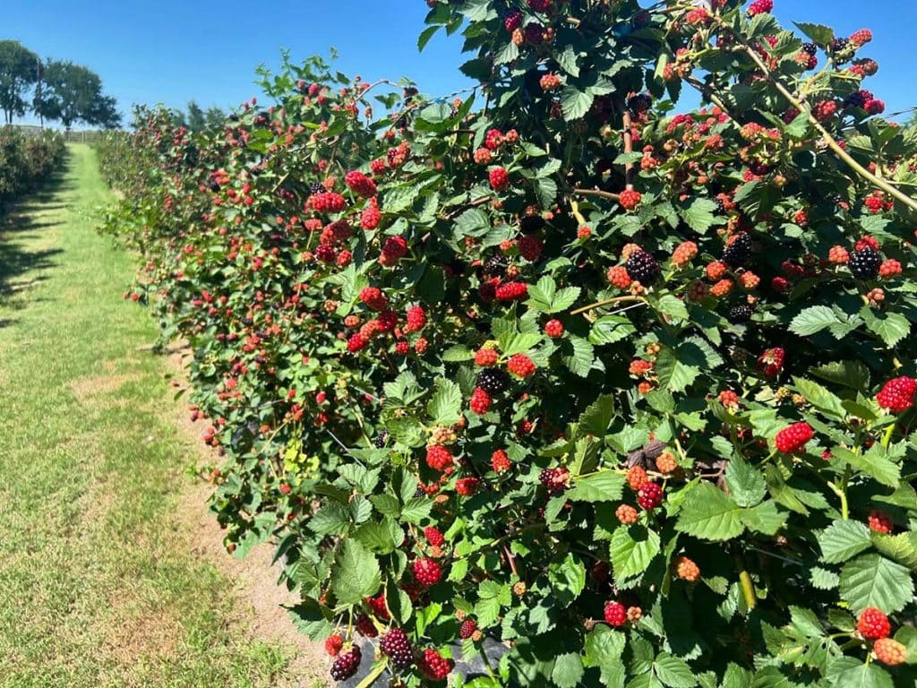 Blackberry bushes form a line as far as the eye can see, all full of red and purple berries, at sunset trails farm.
