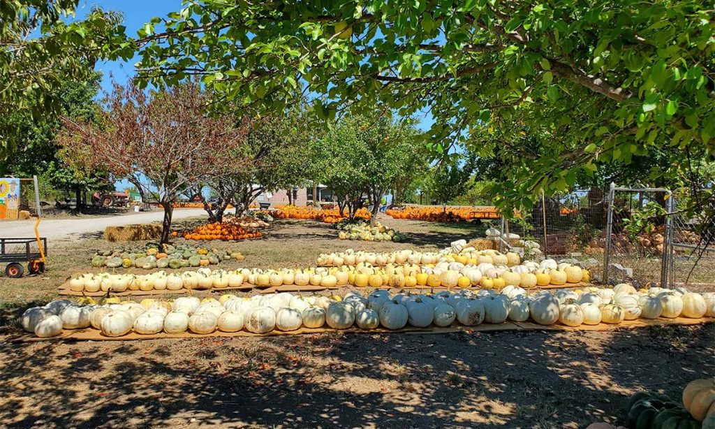 Orange and White Pumpkins, all in a row at 5G Farm Pumpkin Patch