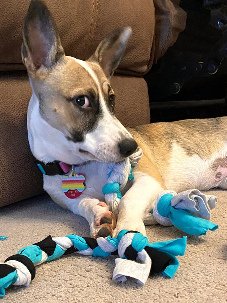 a cute puppy sniffs a DIY dog puzzle toy