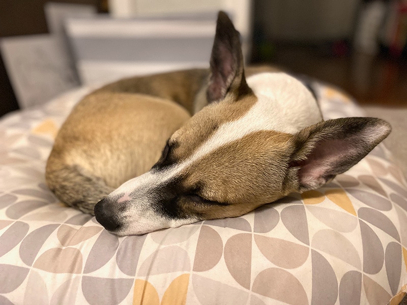 brindle and white corgi mix sleeping on a repurposed graco pillow
