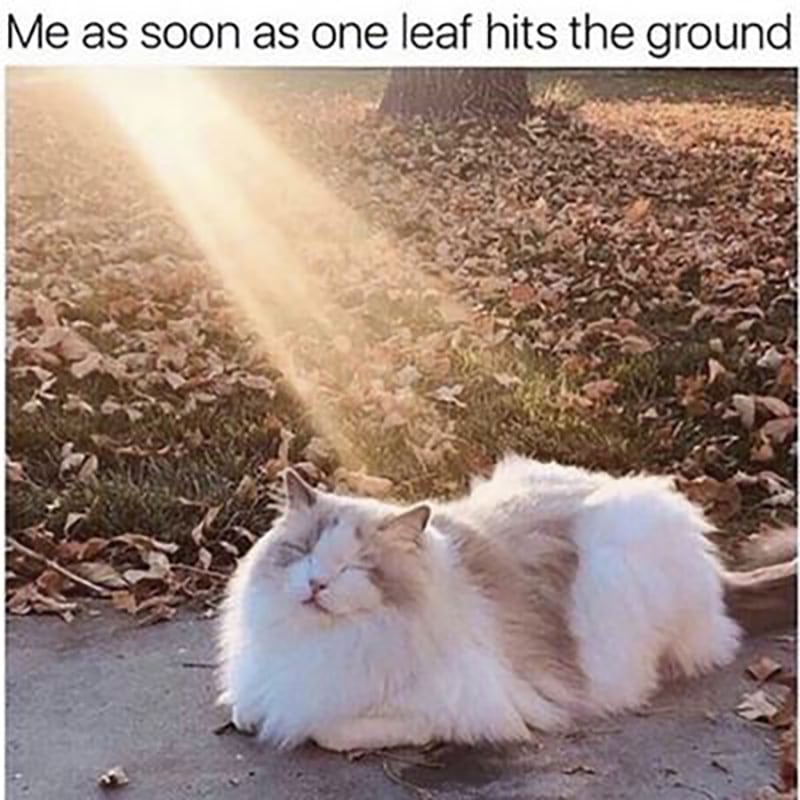 A cat is bathed in a beam of sunlight with caption "me as soon as 1 leaf hits the ground"