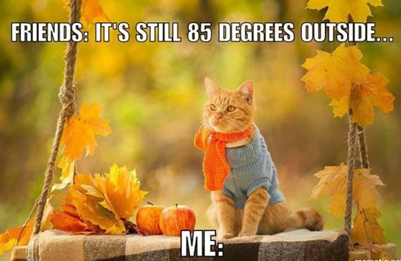 a cat wears a scarf amoungst fall foilage with text that reads "friends: it's still 86 outside" me:"