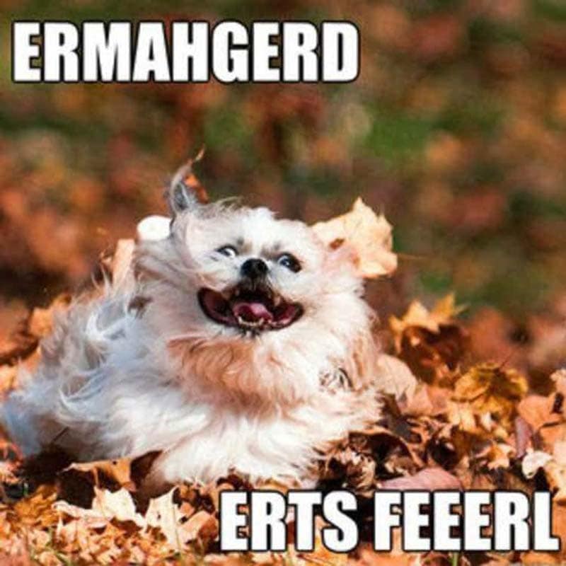 a fluffy dog runs through a giant pile of leaves with text OMG ITS FALL