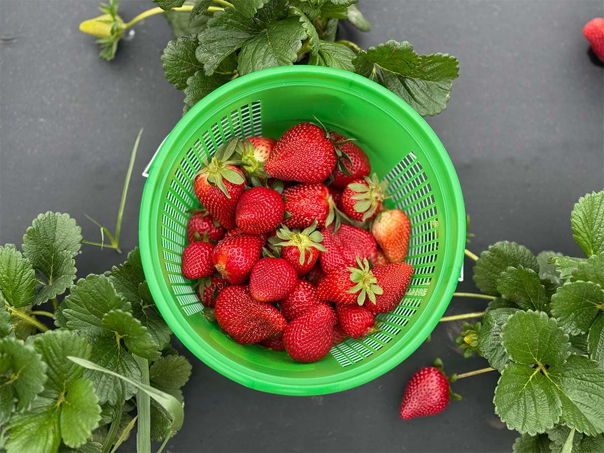 A green basket is filled with bright red strawberries of varying sizes.  It sits in the middle of a mound of strawberry plants still in bloom and loaded with green, yellow, and red berries.