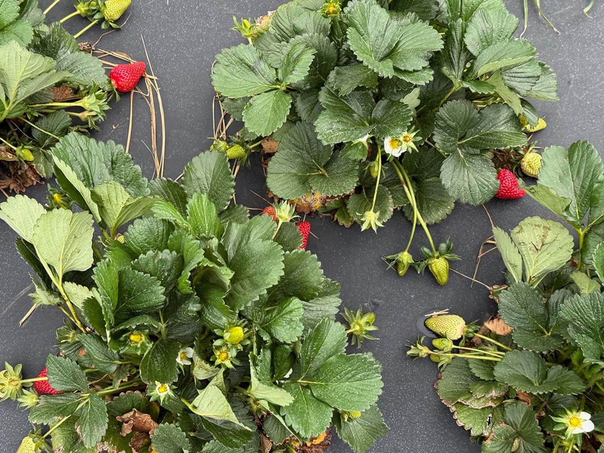 A top down view of strawberry plants with both ripe, red strawberries and green ones.