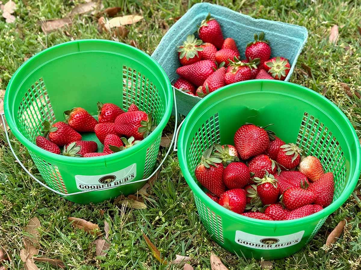 Two green baskets and one blue carton are filled over halfway full of strawberries of various varieties, sizes and colors.