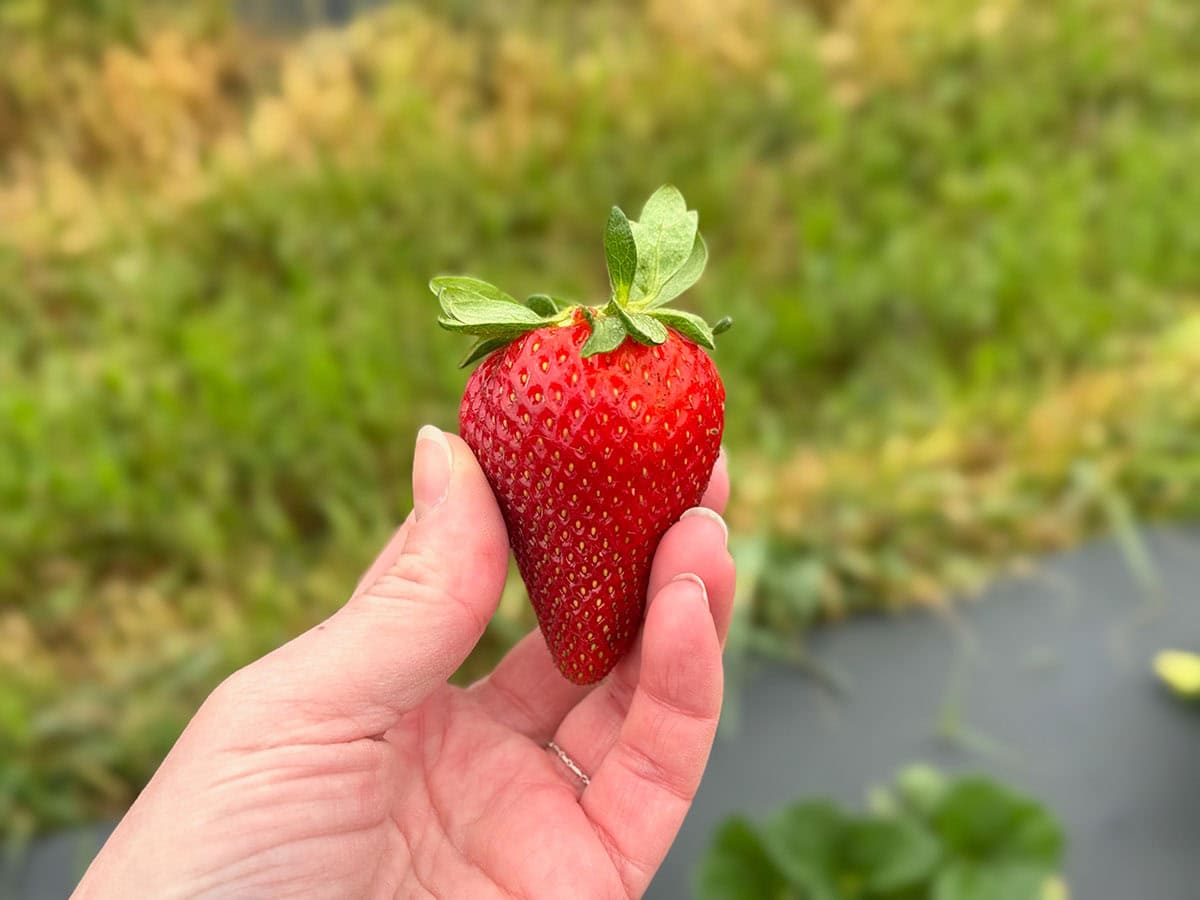 A hand holds a bright red, beautiful strawberry  up against the green fields in the background