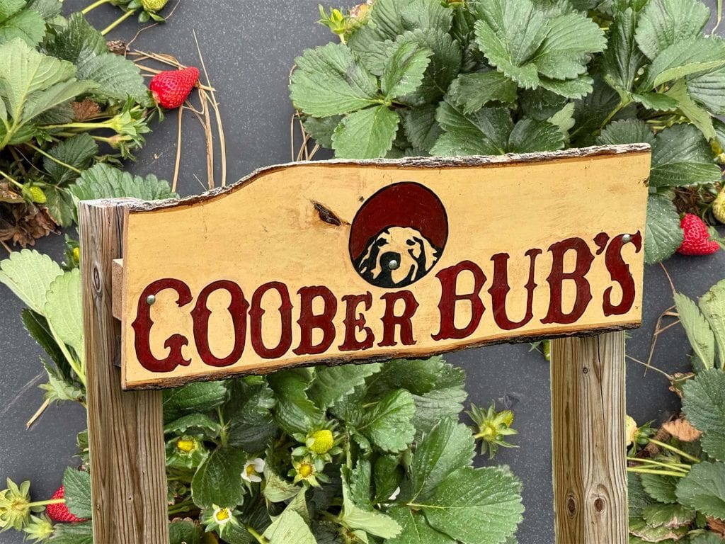 A handmade wooden sign with the text "Goober Bubs" imposed on a field of ripening strawberries