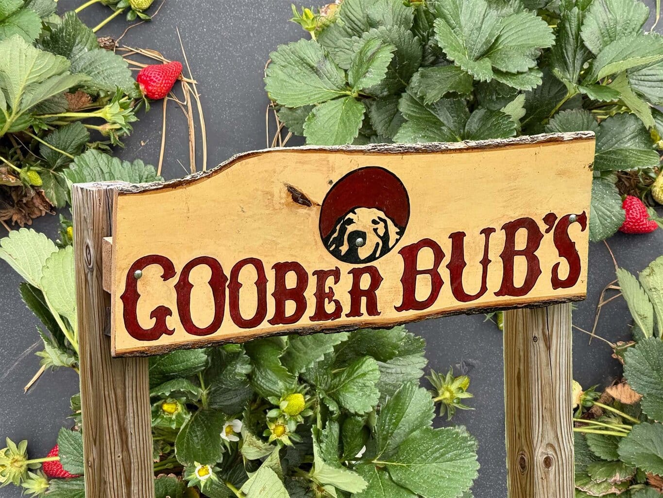 A handmade wooden sign with the text "Goober Bubs" imposed on a field of ripening strawberries